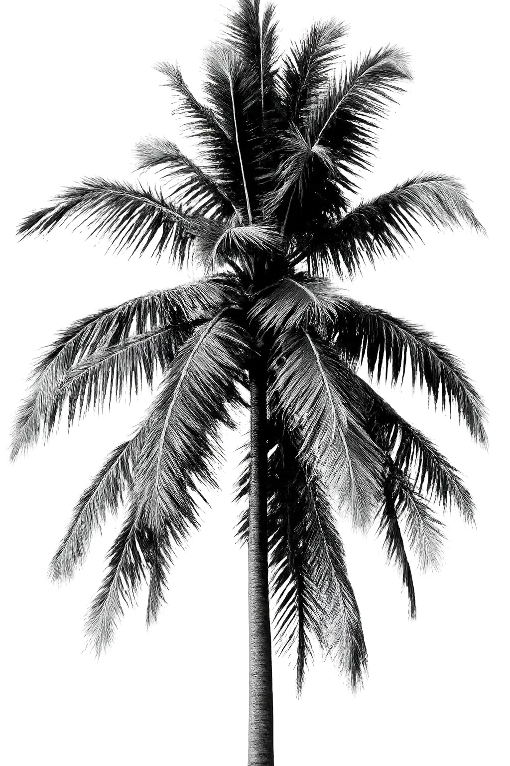 zazaXpress – California Retro Vibe zazaxpress-medizinisches-cannabis-palme-retro-california